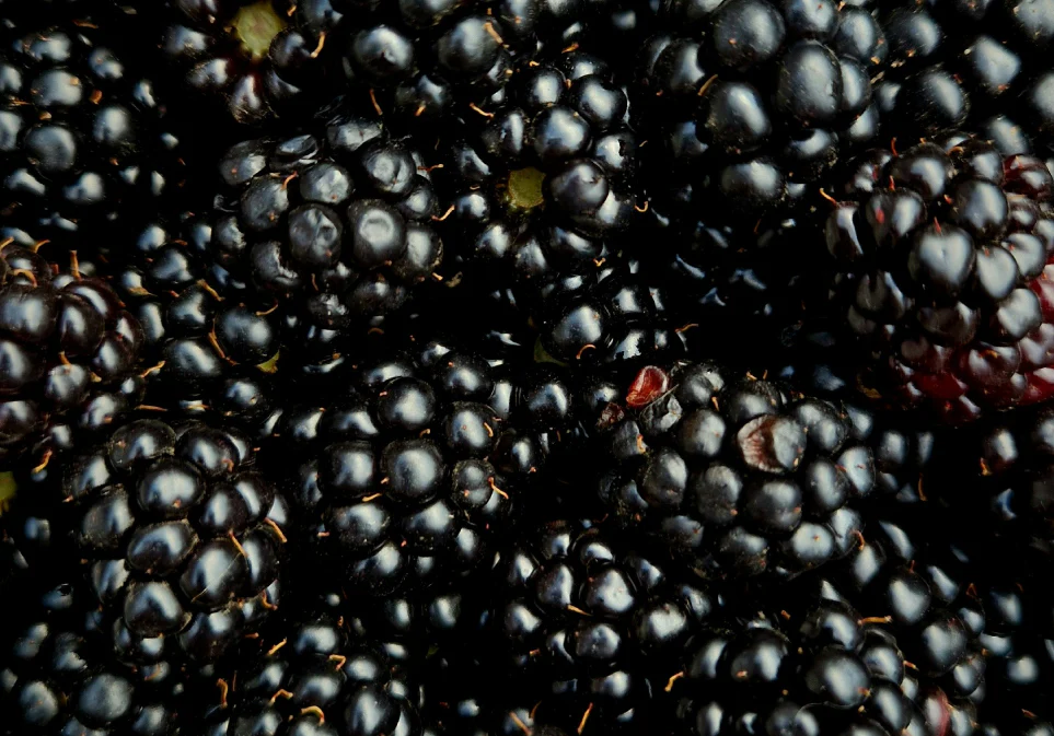 Blackberry Jasmine Blast Tea - Image 7