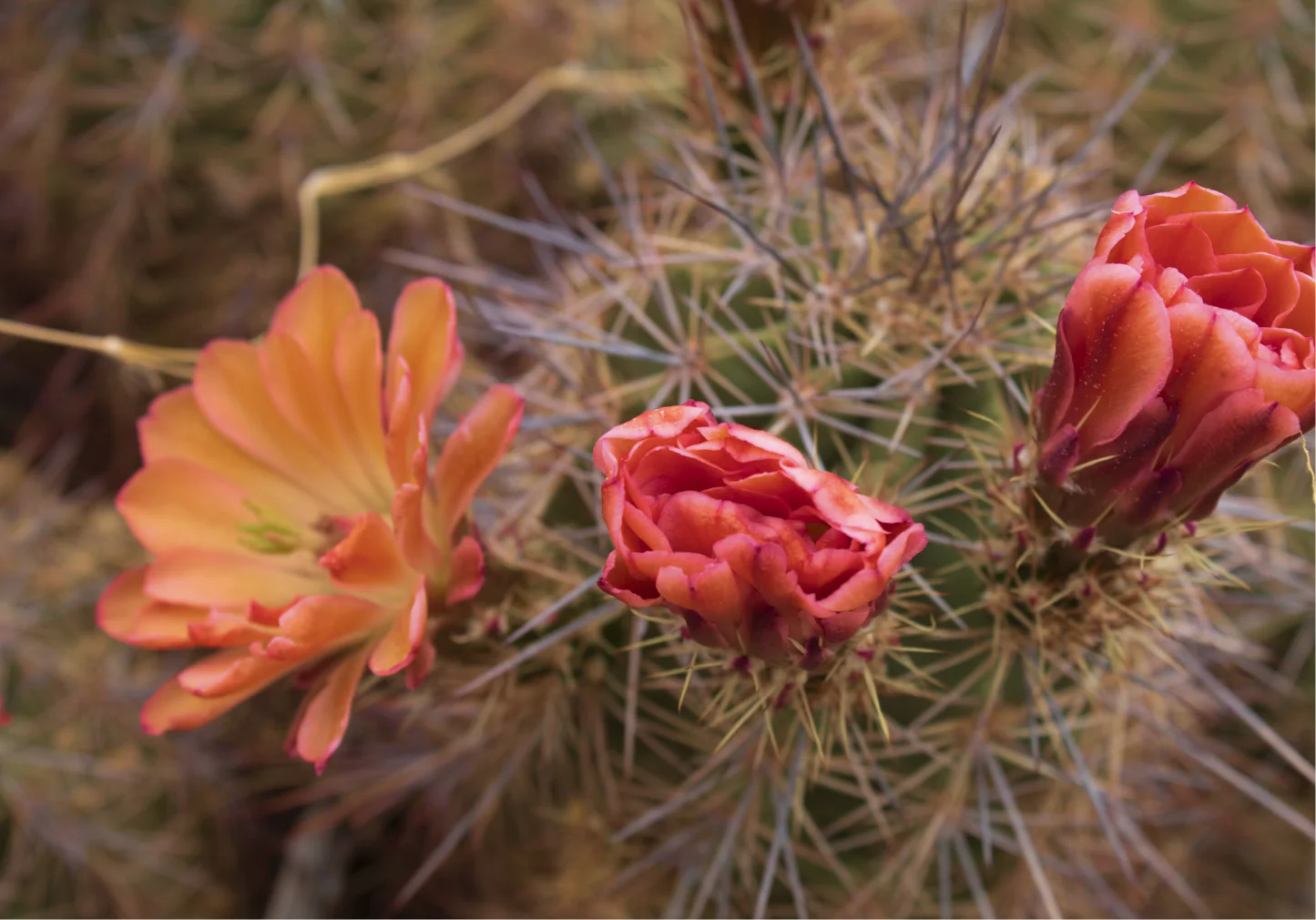 Cactus Rose - Image 7