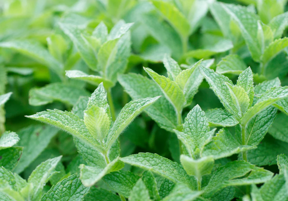 Organic Moroccan Mint Oolong Tea - Image 7