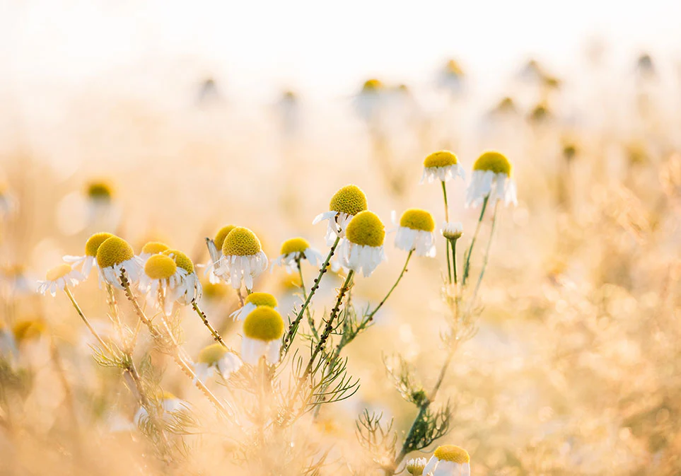 Organic Chamomile Dreamland Tea - Image 7