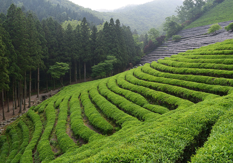 Organic Gyokuro Yamashiro Tea - Image 9