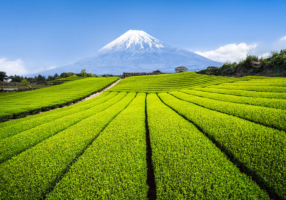 Organic Japanese Sencha Tea - Image 6