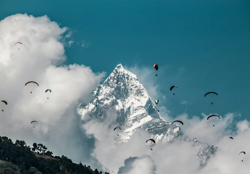 Organic Nepal Black Tea - Image 8