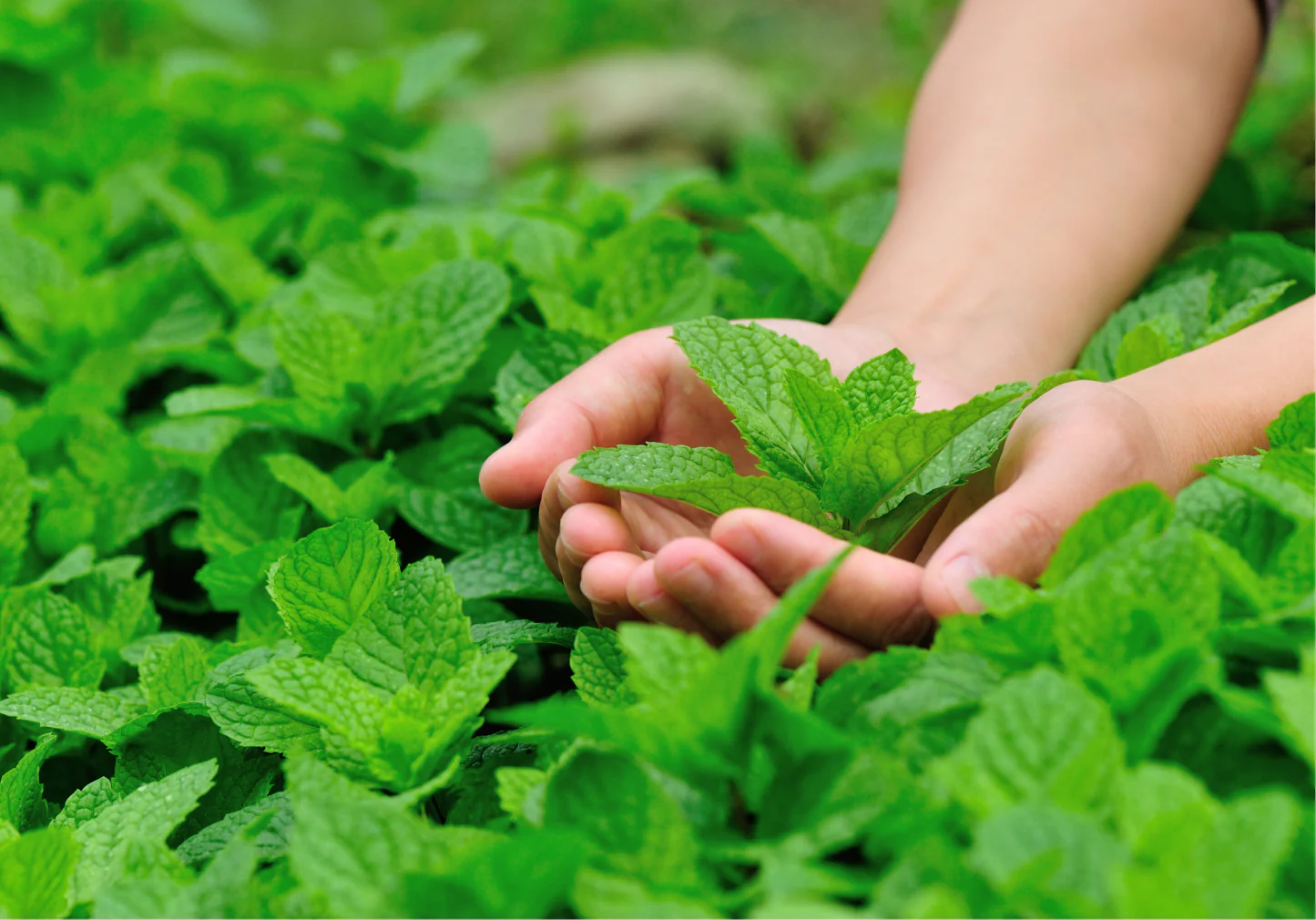 Organic Peppermint Amour Tea - Image 5