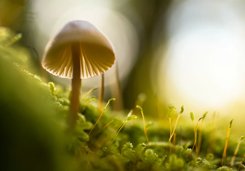 Organic Super Shroom Matcha - Unsweetened - Image 5