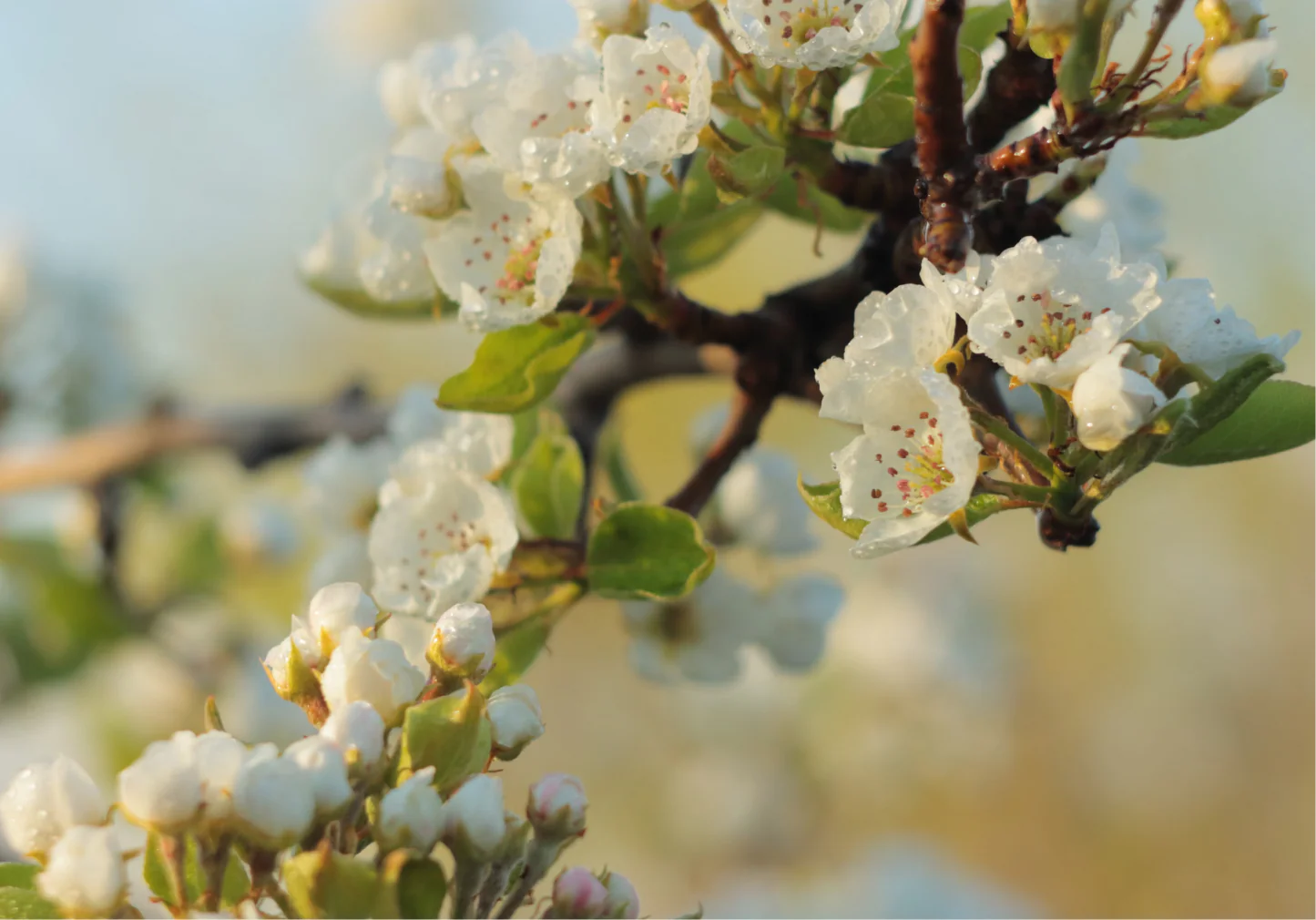 Pear Blossom Tea - Image 7