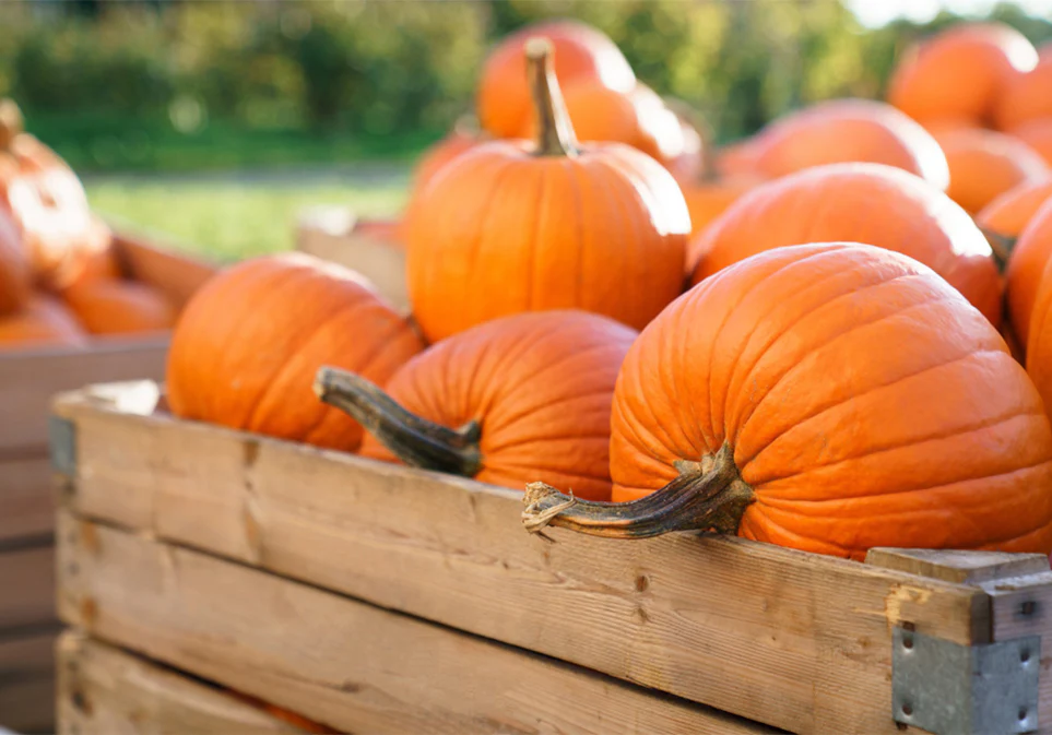 Pumpkin Chai - Image 7