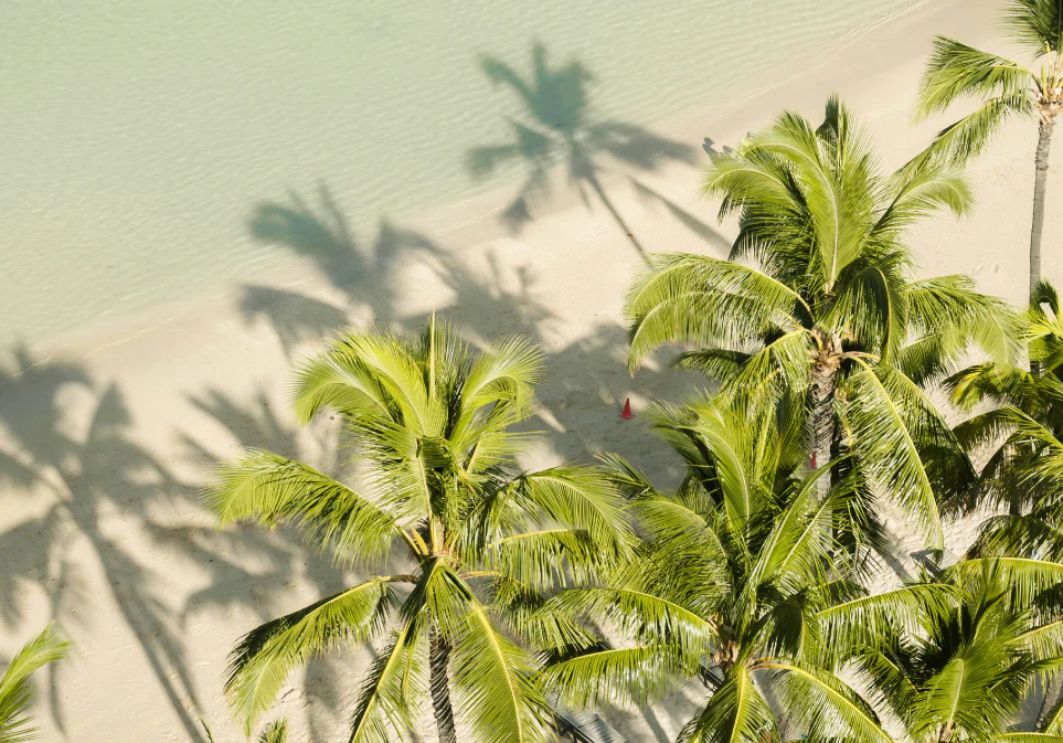 White Coconut Tea - Image 7